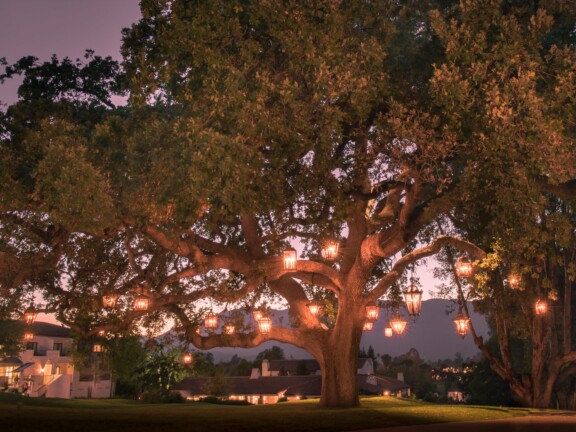 OJAI_WebSize_Tree-min